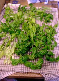 basil_harvest.jpg