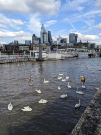 Swans on a full river with the City of London in the background 