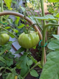 A large green tomato on the plant, with a small suggestive protuberance