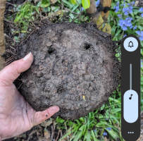 A flat, circular muddy disc the size of a large side plate 