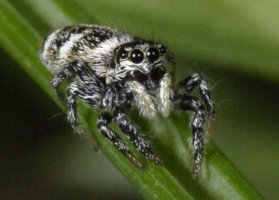 Zebra Spider.JPG