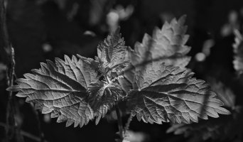 backlit_leaf.jpg