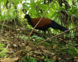 black bird with brown back and side & orange beak in woodland