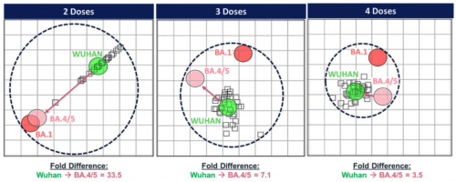 Antigenic cartography by dose for the ancestral (WT) and BA.1/BA.4/BA.5 variants. SARS-CoV-2 antigens are depicted as circles and sera are depicted as squares. Each grid square represents one antigenic unit representing a two-fold change in neutralisation titres from ancestral to variant.