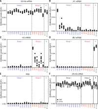  The 20-HA mRNA-LNP vaccine elicits long-lived antibody responses that react to all 20 HAs (mouse model).