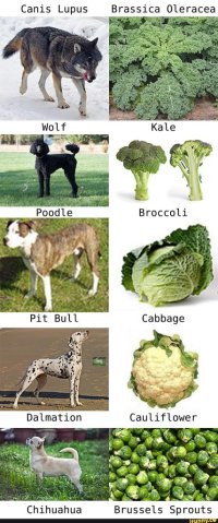 dogncabbage.jpg