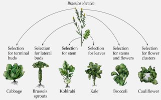 brassica-oleracea.0.jpg