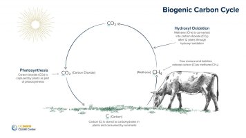 20200709-biogeniccarboncycle-explainer.jpg