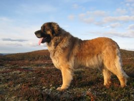 Leonberger_male.jpg