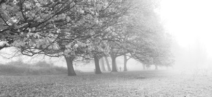 mist_trees.jpg