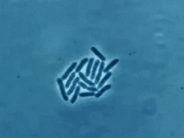 BACTERIA MULTIPLYING.gif