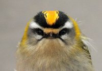 firecrest.jpg