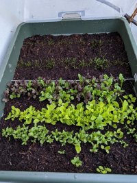 A large rectangular growing container with two rows of salad seedlings and two of tiny carrot seedlings. 