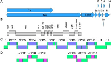 Structure and recoding of the SARS-CoV-2 genome (to form various candidates): (A) The SARS-CoV-2 genome; (B) ORF 1a/1ab is directly translated and cleaved into 15 proteins of the replication-transcription complex; (C) Recoded SARS-CoV-2 regions indicated by purple boxes (green indicated non-recoded parental sequences); (D) The pink boxes indicate recoded sequences.