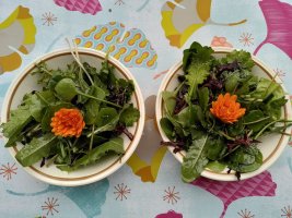 Picture of two bowls of mixed green and purple salad leaves, with a bright orange flower on top