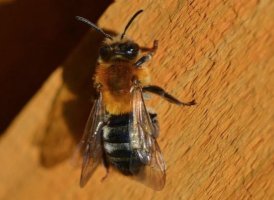 Tawny Mining Bee.JPG