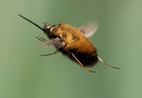 Bee Fly.JPG