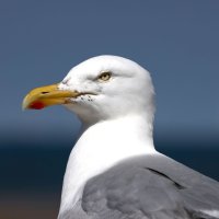 2_A-Herring-Gull-in-Rhyl-file-picture-of-a-seagull.jpg