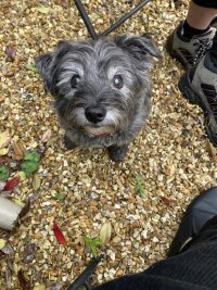 Tilly the dog. She’s quite old and blind. She’s adorable.