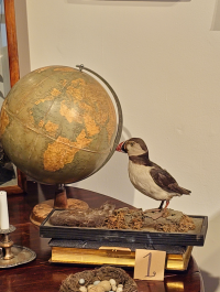 a stuffed puffin sitting on a bed of rocks, perusing a globe to decide where it would like to live