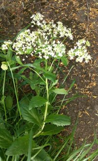 meadowsweet.jpg