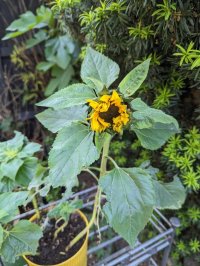 20230608_sunflower.jpg