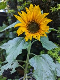 230610 sunflower.jpeg