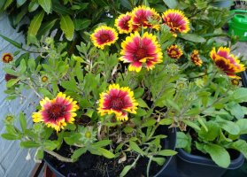 Gaillardia 10 June 23.jpg