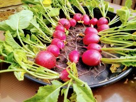 Radishes 'Rudi' 17 June 23.jpg