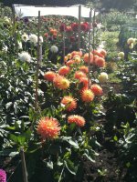 dahlias.jpg