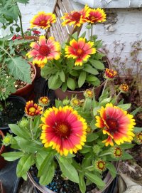 Gaillardia 24 June 23.jpg