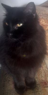 fluffy black cat 1.png