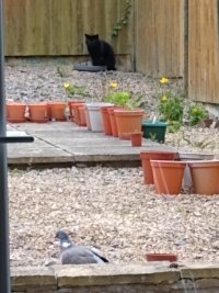 cat+pigeon.jpg