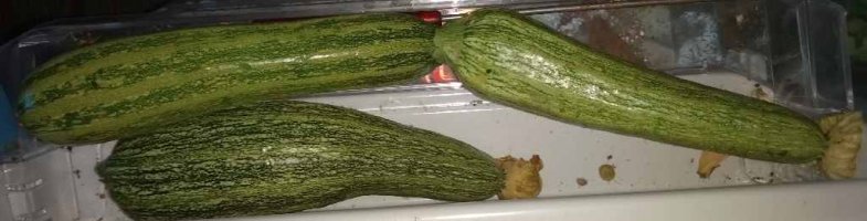 firstcourgettes2023.jpg