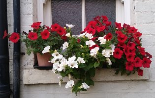 Bathroom ledge 21 July 23.jpg