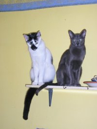 2009_0126Cats090048.JPG