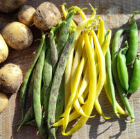 Picture of vegetables in the sunshine against a wooden background. There are potatoes, peas, green french beans streaked with purple and other french beans which have bright yellow pods.