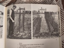 Photo of half the page of a book, showing two black and white photos of a man in old fashioned clothing placing peas sticks in the ground for peas plants to use as support 