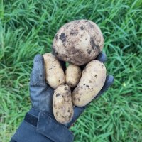 Photo of my hand holding five white skinned potatoes. Four are quite small and a long oval shape, the fifth is round and very big.