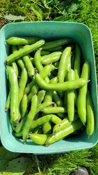 Photo of a large box full of broad beans