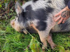 Photo of a fat hairy pink and black pig in a field. He's lying down on his side so I can scratch his stomach.