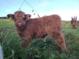 Photo of a highland calf in a field