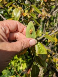 Underside of leaf with pear rust spot showing bumpy spot