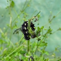 A large black caterpillar with black hair spikes and pale yellow spots down its sides, curled around the stem of a stinging nettle 