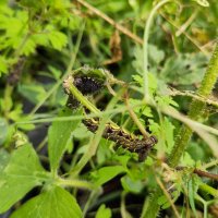 Another large black caterpillar on a stinging nettle. This one has more yellow markings, and pale yellow hair spikes. There's a smaller mostly black caterpillar of the same species on another leaf in the background.