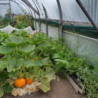 Photo taken inside a large polytunnel. There are plants growing round orange squash in the foreground, and a low narrow wooden trough on the ground along the edge of the tunnel with grasses and various other plants growing in it.