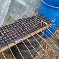 Some seed cell trays on a table made from a plank of wood balanced on old tyres. There are sticks poked between rows of cells, so they stick out horizontally in all directions around the edge of the table