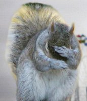 facepalm squirrel.jpg