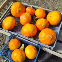 Two trays of bright orange round winter squash of various sizes 