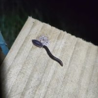 A woodlouse and a millipede on a plant of wood, positioned face-to-face and so close they're touching one another 